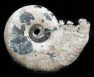 Iridescent Sublunduloceras Ammonite Fossil - Russia #34598-1